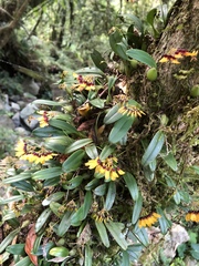 Bulbophyllum retusiusculum