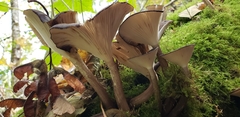 Gerronema atrialbum