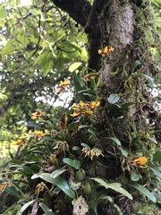 Bulbophyllum retusiusculum