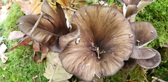 Gerronema atrialbum
