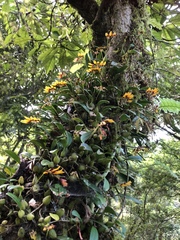 Bulbophyllum retusiusculum