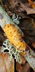 Fungi