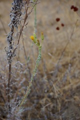 Heterotheca sessiliflora ssp. fastigiata