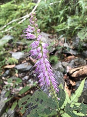 Collinsonia macrobracteata