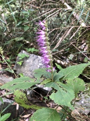 Collinsonia macrobracteata