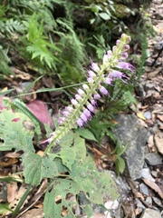 Collinsonia macrobracteata