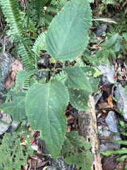 Collinsonia macrobracteata