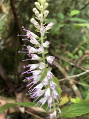 Collinsonia macrobracteata