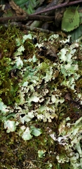 Cetrelia cetrarioides