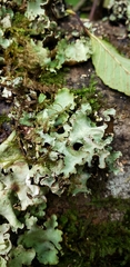 Cetrelia cetrarioides