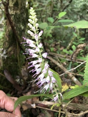 Collinsonia macrobracteata