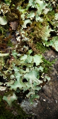 Cetrelia cetrarioides