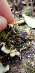 Cetrelia cetrarioides