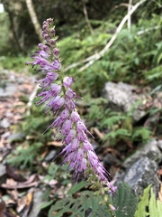 Collinsonia macrobracteata