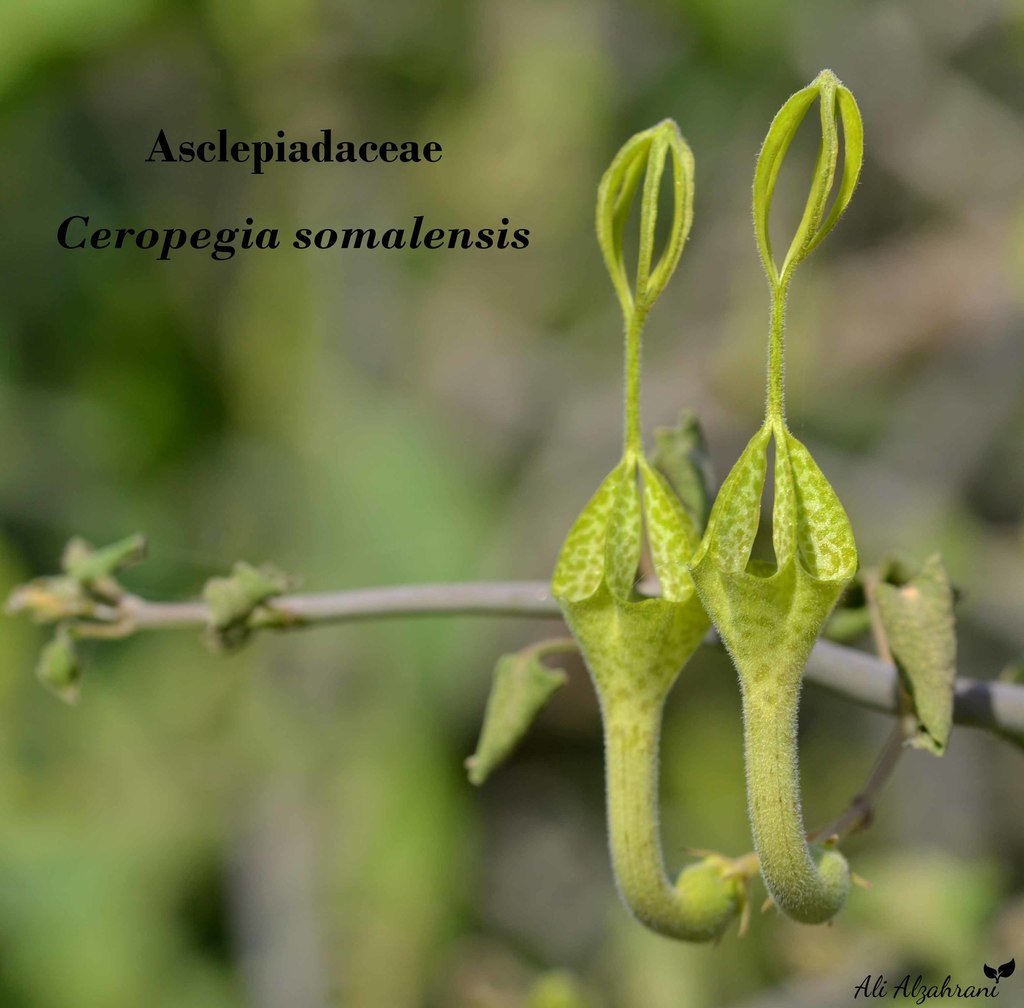 Ceropegia somalensis from , Al Bahah, Saudi Arabia on August 17, 2020 ...