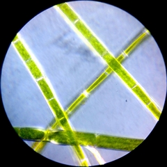 Rhizoclonium