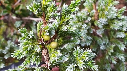 Yushan juniper (Juniperus morrisonicola)