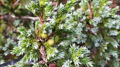 Juniperus morrisonicola