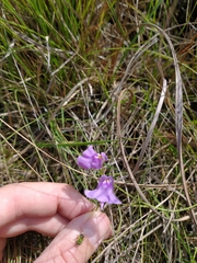 Utricularia tricolor