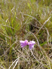Utricularia tricolor