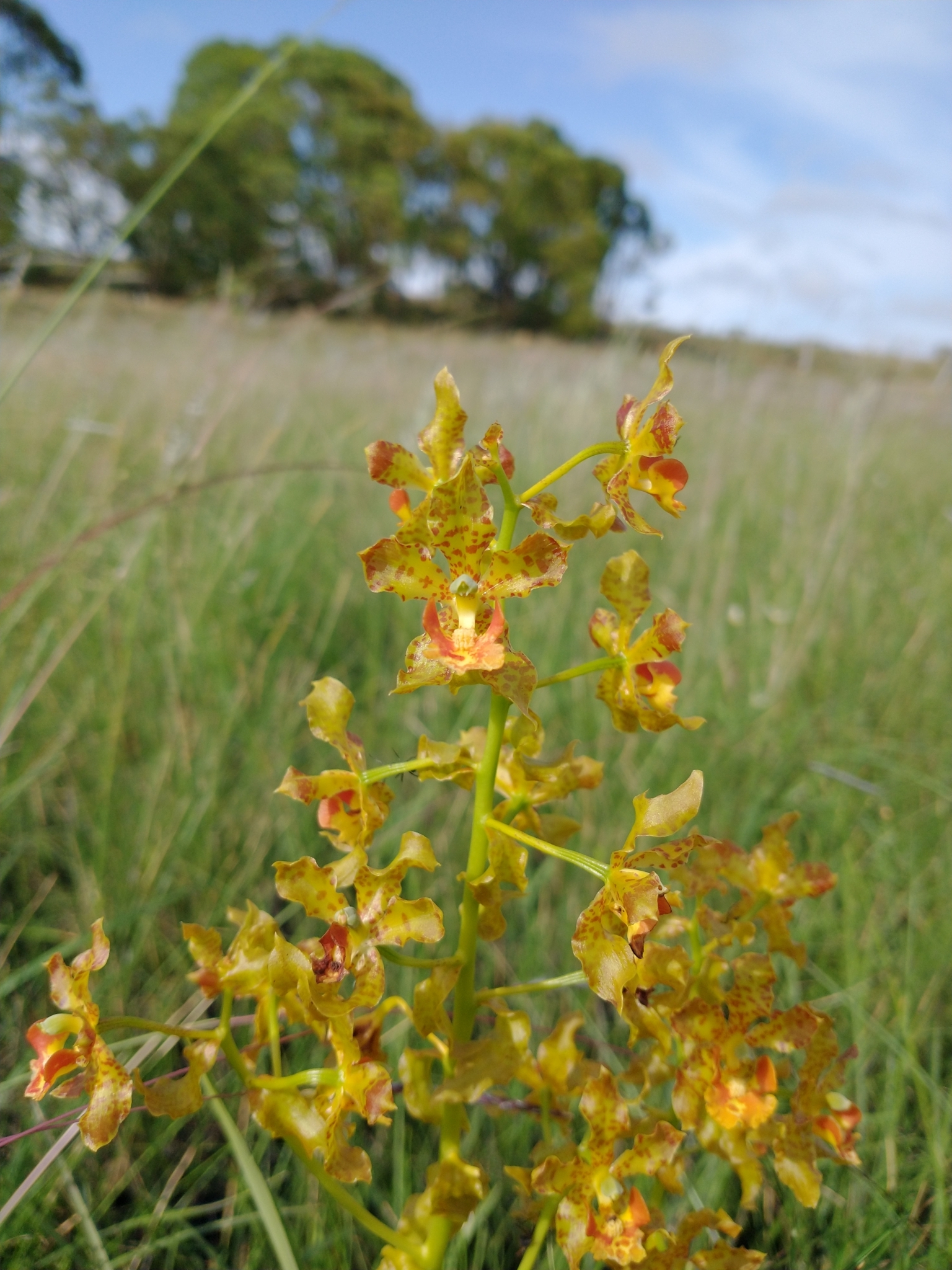 Cyrtopodium fowliei L.C.Menezes 2