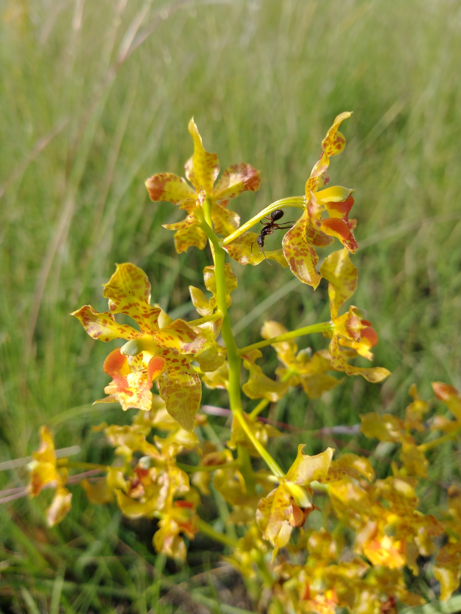 Cyrtopodium fowliei L.C.Menezes 3