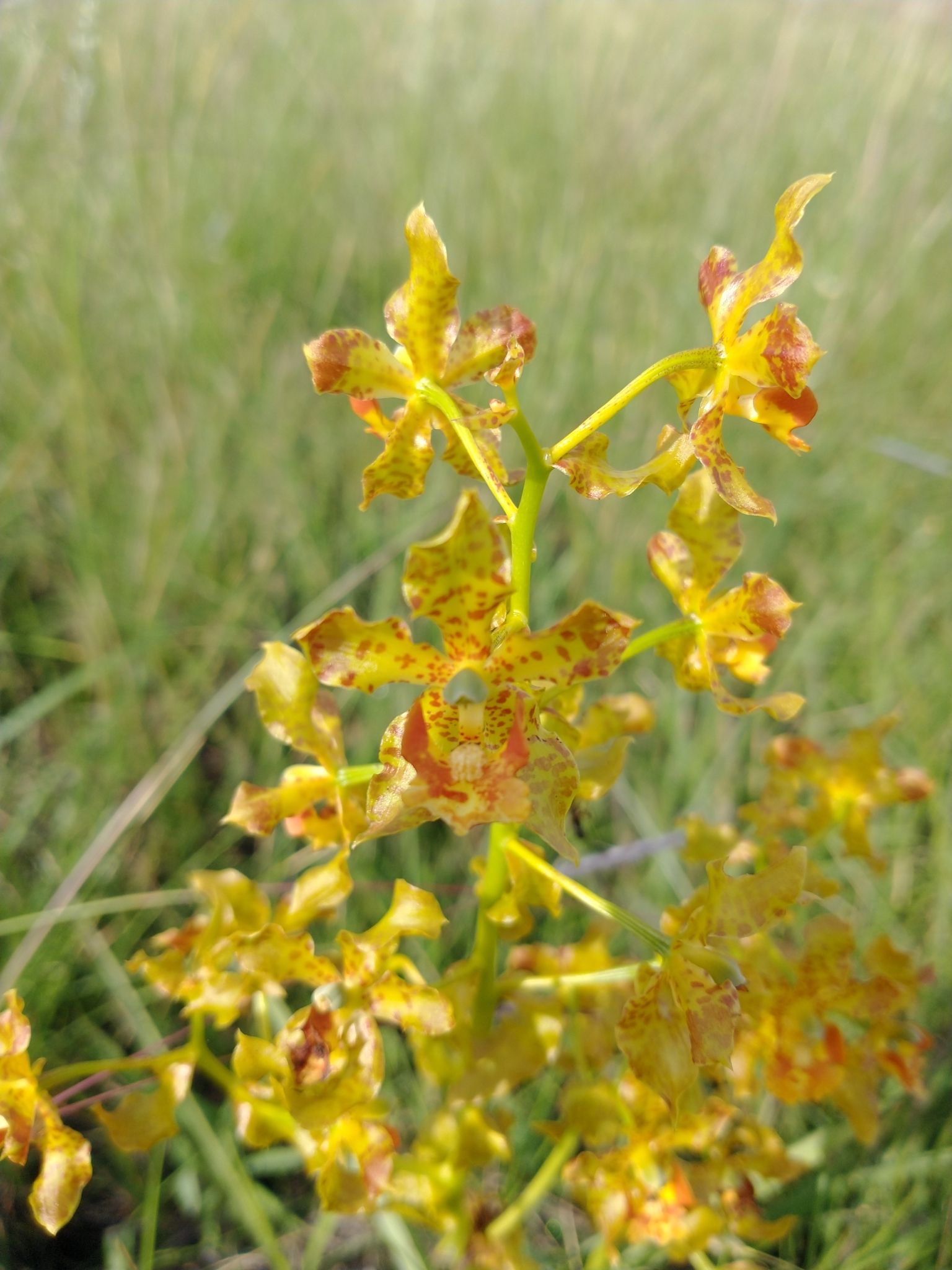 Cyrtopodium fowliei L.C.Menezes 4