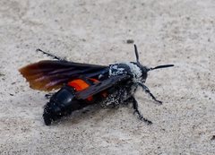 Pygodasis ephippium ephippium