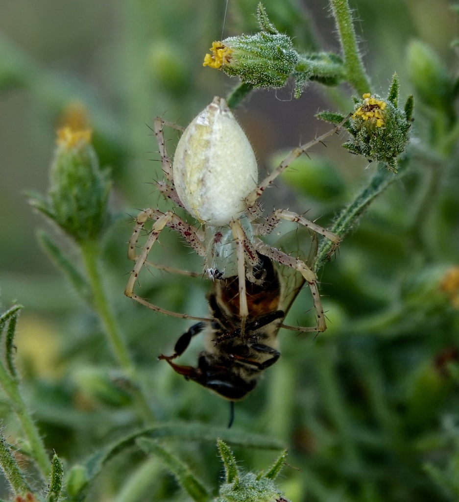 Lesser Green Lynx Spider from Newhall, Santa Clarita, CA, USA on ...