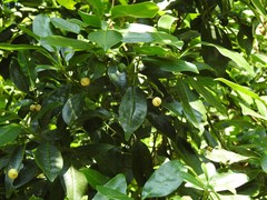 Acronychia pedunculata