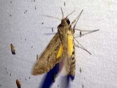 Isognathus scyron