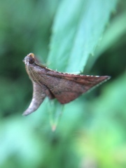 Endotricha theonalis