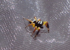 Zenodorus metallescens
