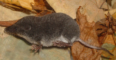 Mediterranean Water Shrew photo 2