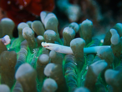 Mushroom-Coral Pipefish photo 3