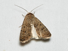 Caradrina clavipalpis
