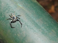 Thiania bhamoensis