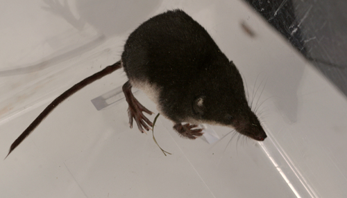 Eurasian Water Shrew