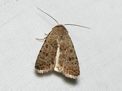 Caradrina clavipalpis