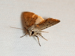 Caradrina clavipalpis