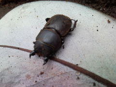 Apterodorcus bacchus