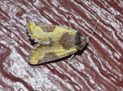 Chalcopasta fulgens