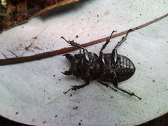 Apterodorcus bacchus