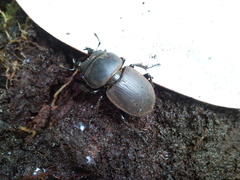 Apterodorcus bacchus