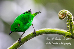 Chlorochrysa phoenicotis