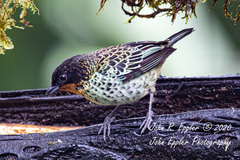 Ixothraupis rufigula