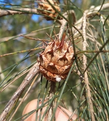 Cylindrococcus spiniferus