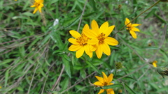 Wedelia acapulcensis