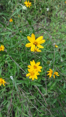 Wedelia acapulcensis