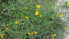 Wedelia acapulcensis